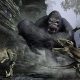 King Kong Official Game PC Download Free Full Game For windows